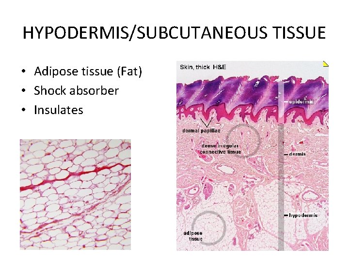 HYPODERMIS/SUBCUTANEOUS TISSUE • Adipose tissue (Fat) • Shock absorber • Insulates 