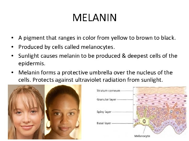 MELANIN • A pigment that ranges in color from yellow to brown to black.