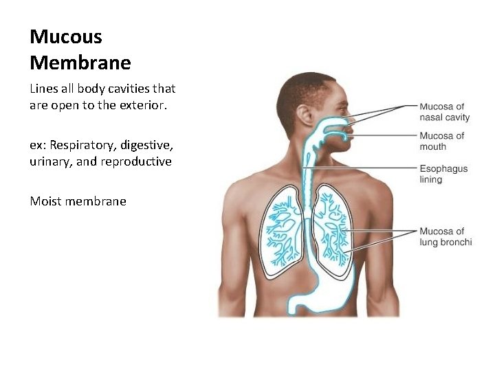 Mucous Membrane Lines all body cavities that are open to the exterior. ex: Respiratory,