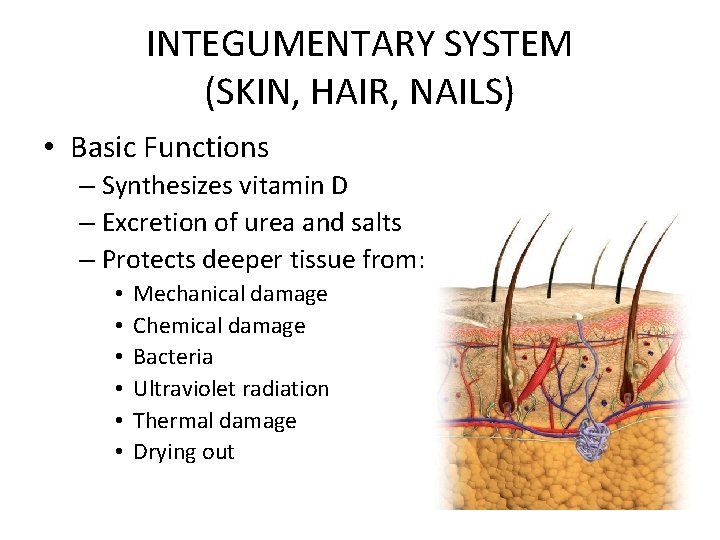 INTEGUMENTARY SYSTEM (SKIN, HAIR, NAILS) • Basic Functions – Synthesizes vitamin D – Excretion