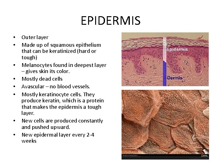 EPIDERMIS • • Outer layer Made up of squamous epithelium that can be keratinized