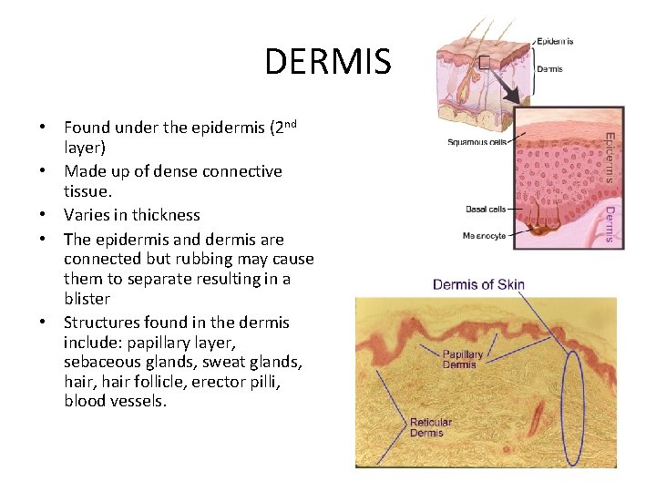 DERMIS • Found under the epidermis (2 nd layer) • Made up of dense