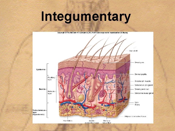 Integumentary 