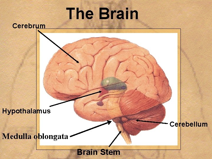 Cerebrum The Brain Hypothalamus Cerebellum Medulla oblongata Brain Stem 