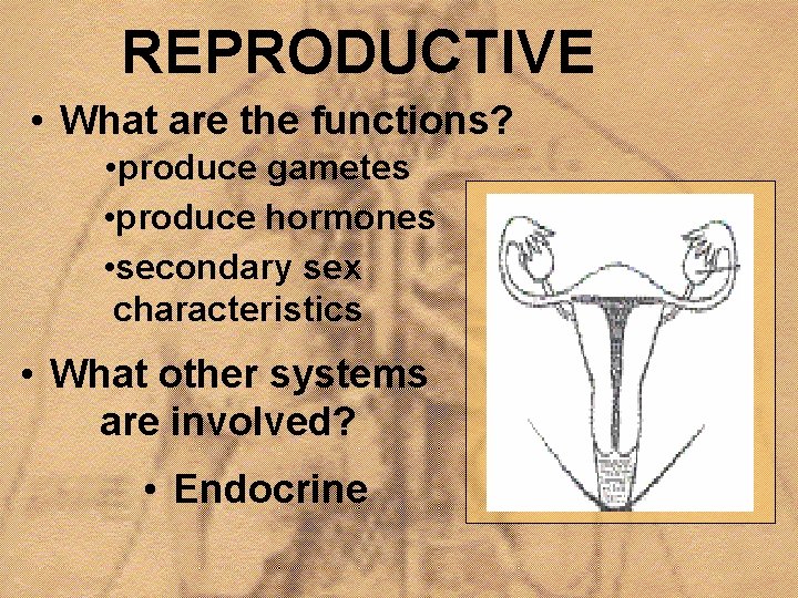 REPRODUCTIVE • What are the functions? • produce gametes • produce hormones • secondary