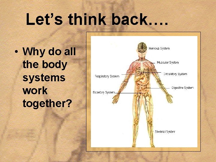 Let’s think back…. • Why do all the body systems work together? 