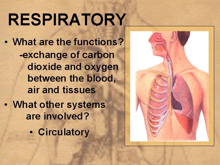 RESPIRATORY • What are the functions? -exchange of carbon dioxide and oxygen between the