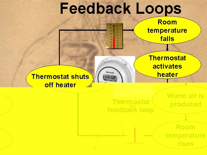 Feedback Loops Room temperature falls Thermostat shuts off heater Thermostat feedback loop Thermostat activates