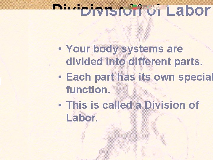 Division of Labor • Your body systems are divided into different parts. • Each