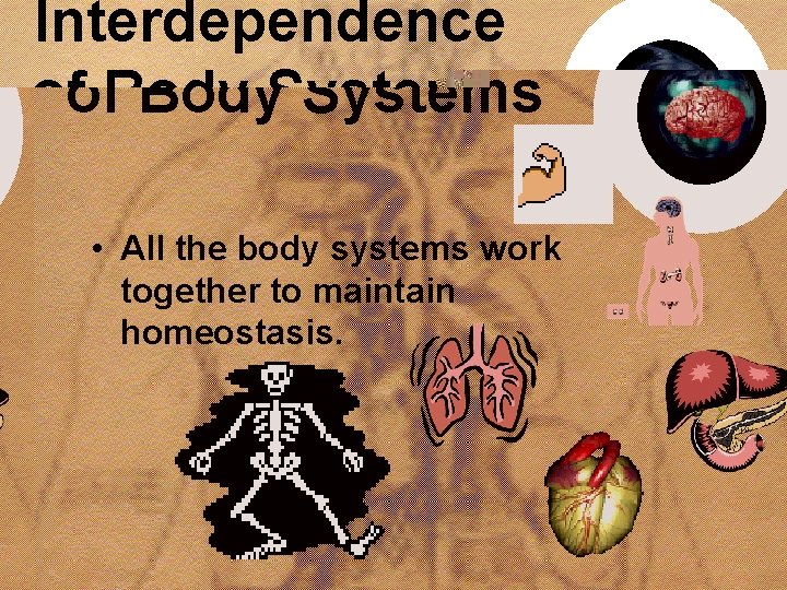 Interdependence of Body Systems • All the body systems work together to maintain homeostasis.
