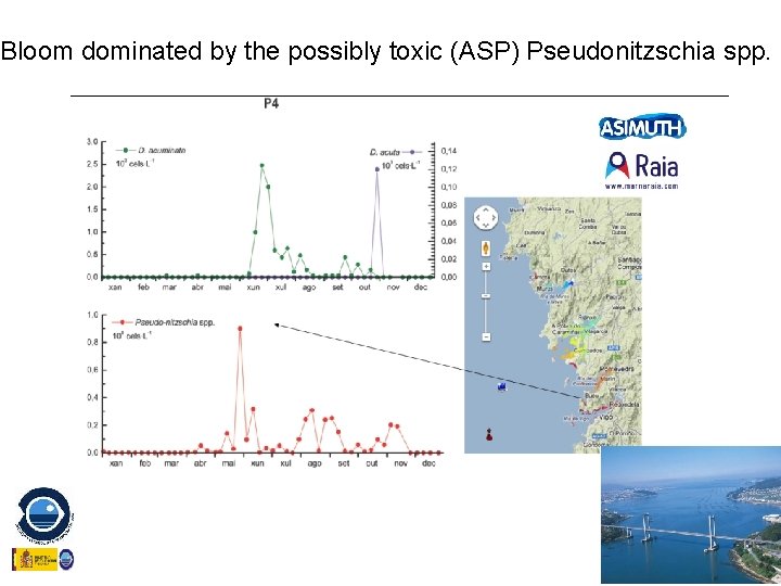 Bloom dominated by the possibly toxic (ASP) Pseudonitzschia spp. 