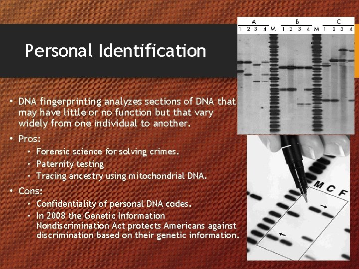 Personal Identification • DNA fingerprinting analyzes sections of DNA that may have little or