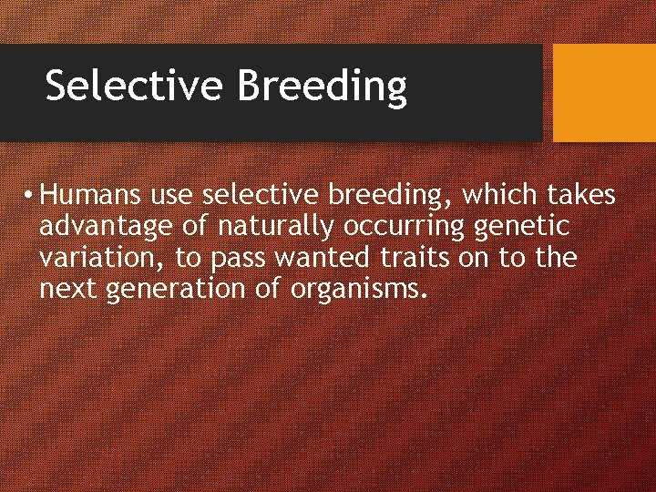 Selective Breeding • Humans use selective breeding, which takes advantage of naturally occurring genetic