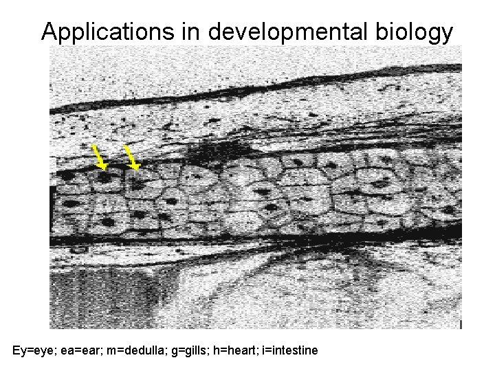 Applications in developmental biology Ey=eye; ea=ear; m=dedulla; g=gills; h=heart; i=intestine 