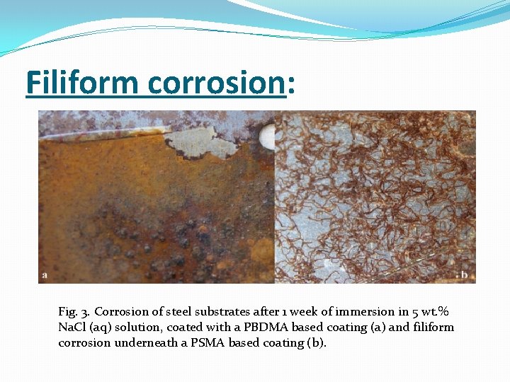 Filiform corrosion: Fig. 3. Corrosion of steel substrates after 1 week of immersion in