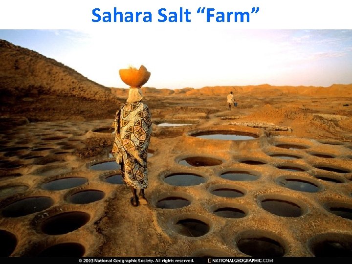 Sahara Salt “Farm” 