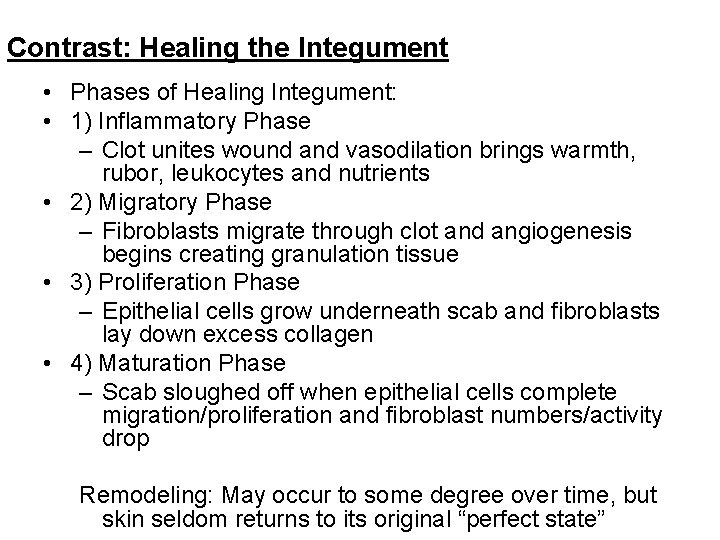 Contrast: Healing the Integument • Phases of Healing Integument: • 1) Inflammatory Phase –