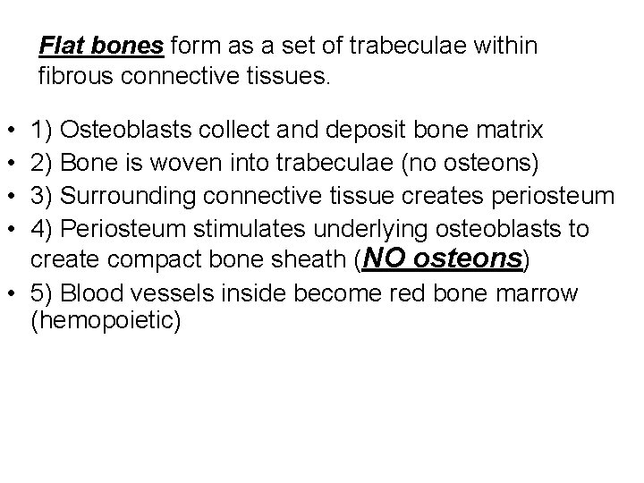 Flat bones form as a set of trabeculae within fibrous connective tissues. • •