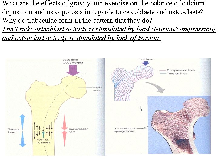 What are the effects of gravity and exercise on the balance of calcium deposition