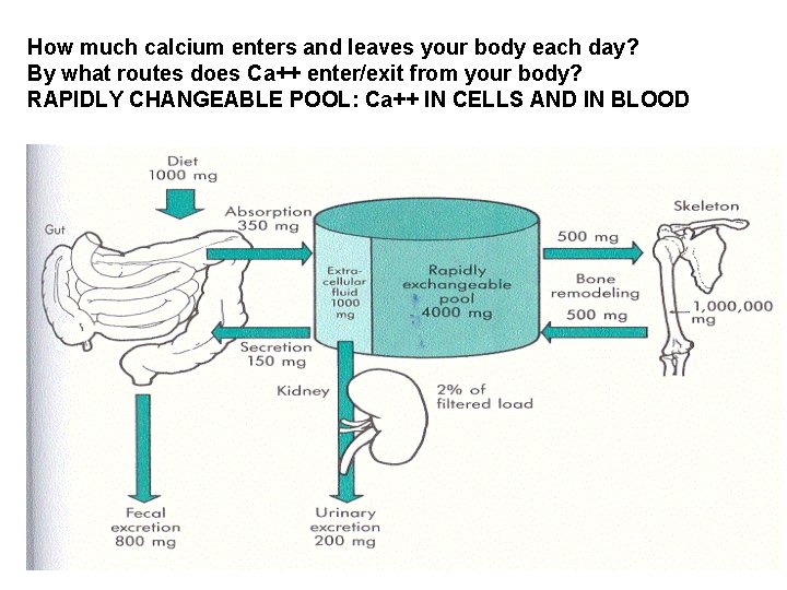 How much calcium enters and leaves your body each day? By what routes does