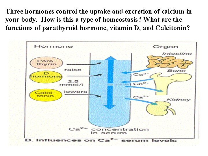 Three hormones control the uptake and excretion of calcium in your body. How is