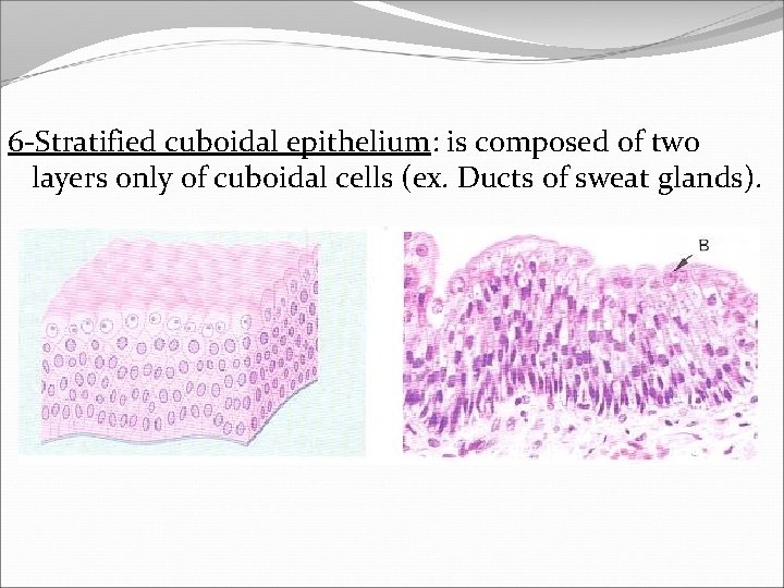 6 -Stratified cuboidal epithelium: is composed of two layers only of cuboidal cells (ex.