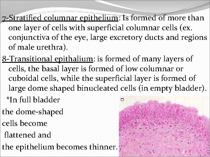 7 -Stratified columnar epithelium: Is formed of more than one layer of cells with