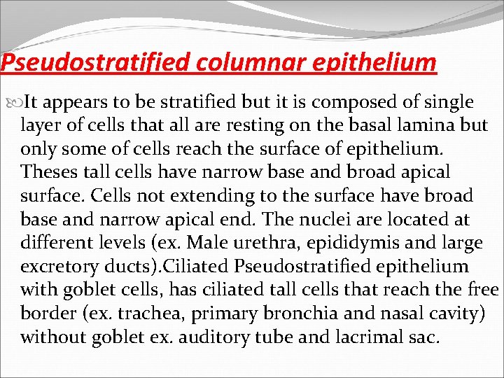 Pseudostratified columnar epithelium It appears to be stratified but it is composed of single