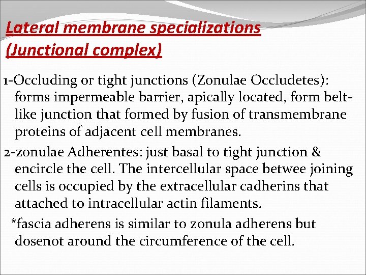 Lateral membrane specializations (Junctional complex) 1 -Occluding or tight junctions (Zonulae Occludetes): forms impermeable