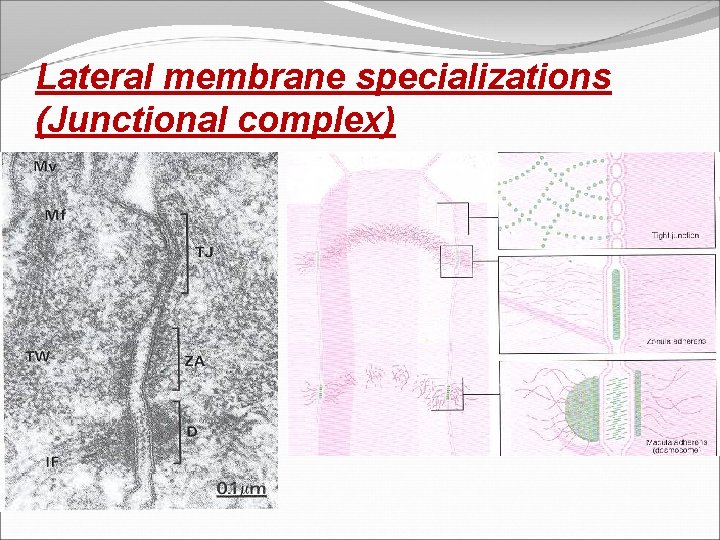 Lateral membrane specializations (Junctional complex) 