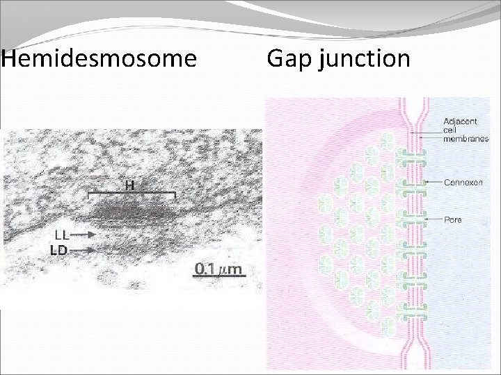 Hemidesmosome Gap junction 
