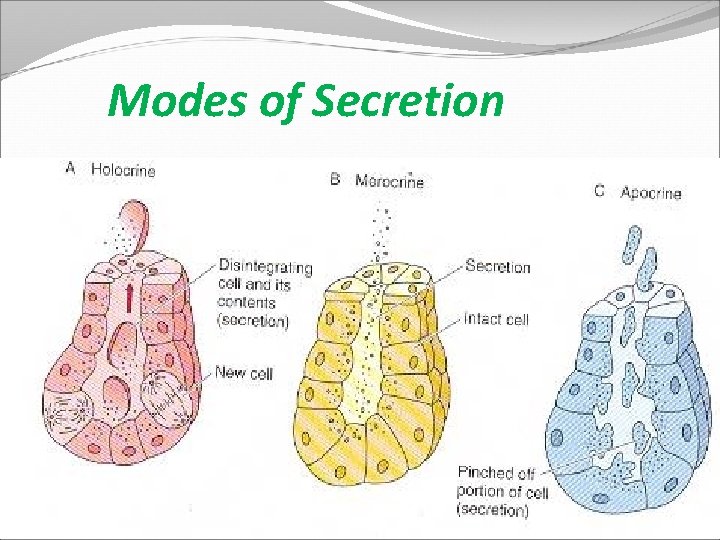 Modes of Secretion 