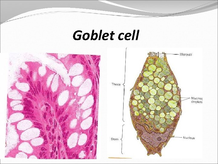 Goblet cell 