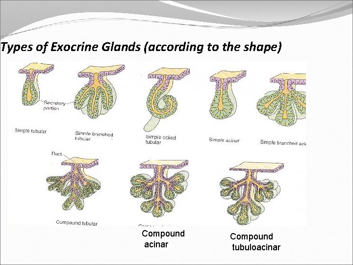 Types of Exocrine Glands (according to the shape) Compound acinar Compound tubuloacinar 