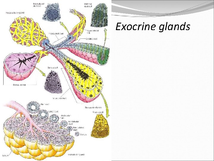 Exocrine glands 