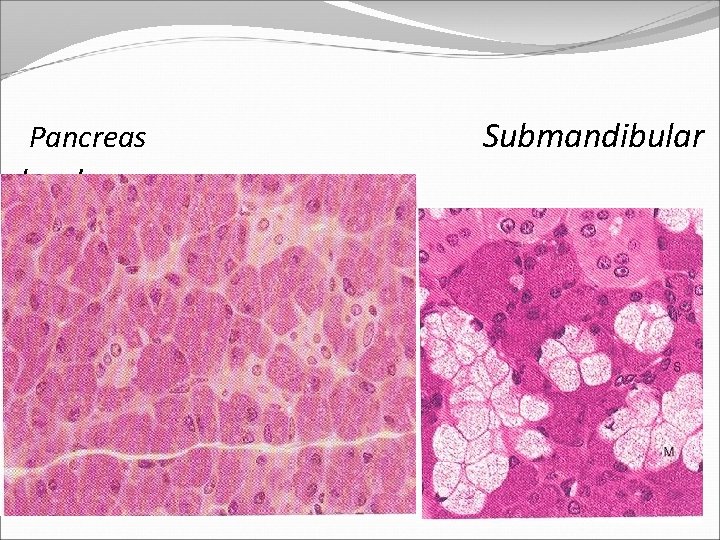 Pancreas gland Submandibular 