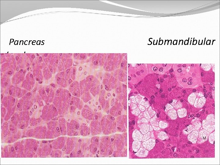 Pancreas gland Submandibular 