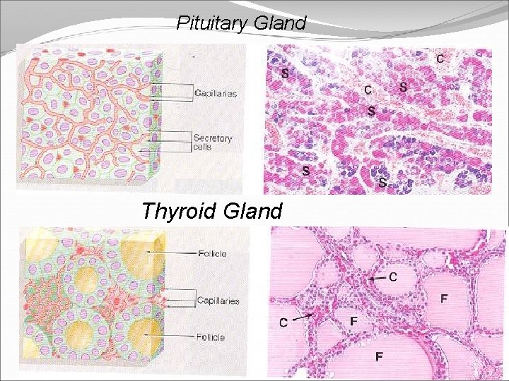Pituitary Gland Thyroid Gland 
