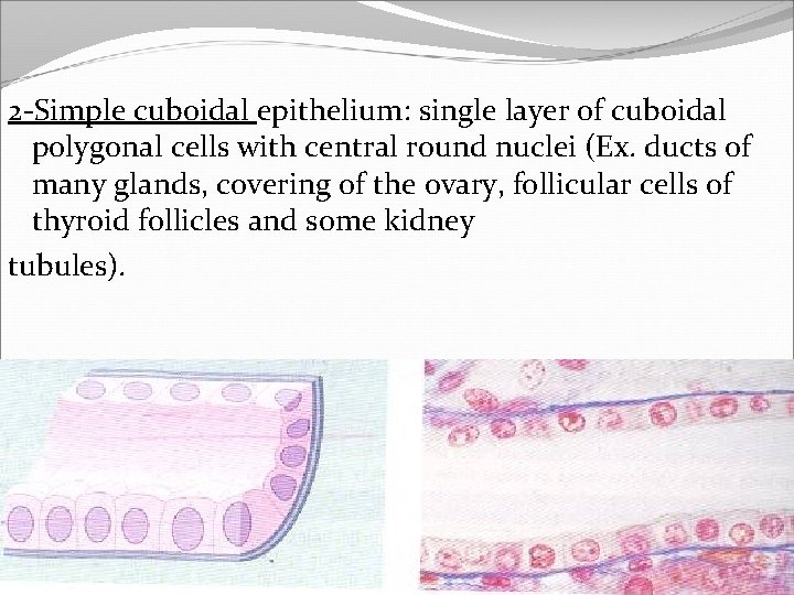 2 -Simple cuboidal epithelium: single layer of cuboidal polygonal cells with central round nuclei