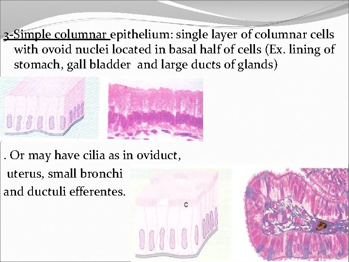 3 -Simple columnar epithelium: single layer of columnar cells with ovoid nuclei located in
