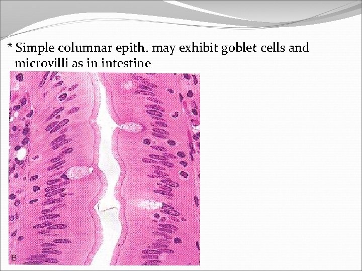 * Simple columnar epith. may exhibit goblet cells and microvilli as in intestine 