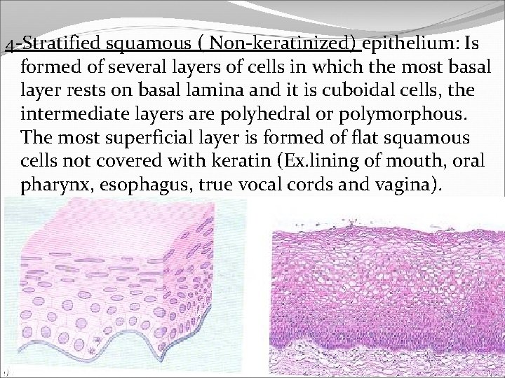 4 -Stratified squamous ( Non-keratinized) epithelium: Is formed of several layers of cells in