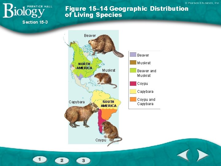 Figure 15– 14 Geographic Distribution of Living Species Section 15 -3 Beaver NORTH AMERICA