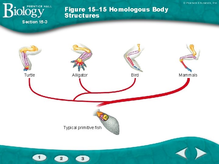Figure 15– 15 Homologous Body Structures Section 15 -3 Turtle Alligator Typical primitive fish