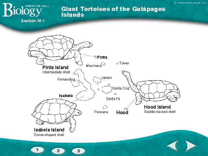 Giant Tortoises of the Galápagos Islands Section 15 -1 Pinta Island Tower Marchena Intermediate