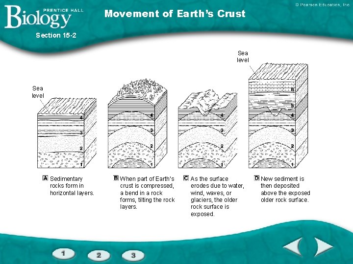 Movement of Earth’s Crust Section 15 -2 Sea level Sedimentary rocks form in horizontal