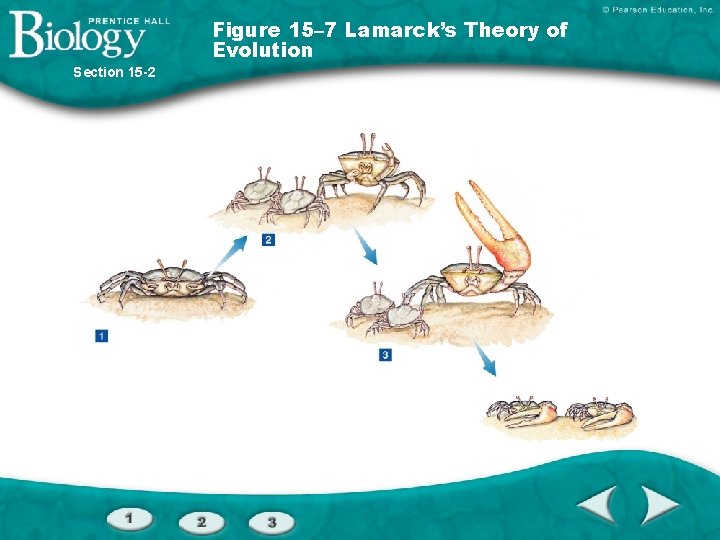 Figure 15– 7 Lamarck’s Theory of Evolution Section 15 -2 