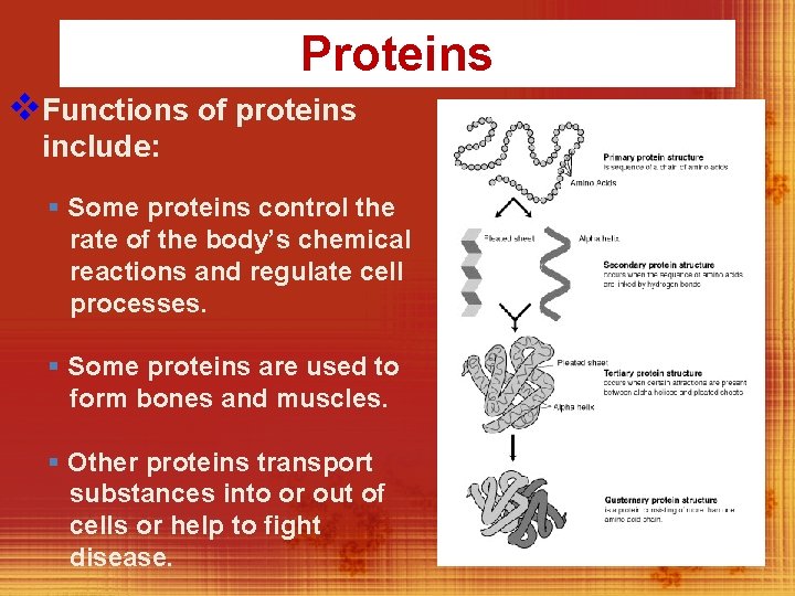 Proteins v. Functions of proteins include: § Some proteins control the rate of the