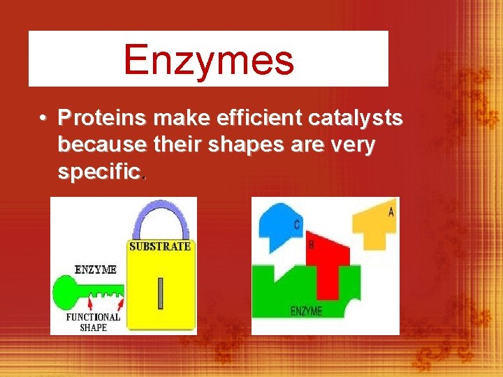 Enzymes • Proteins make efficient catalysts because their shapes are very specific. 