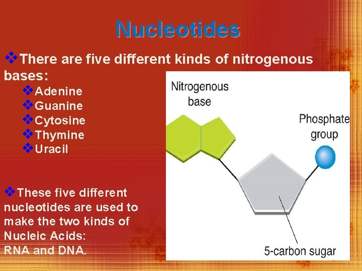 Nucleotides v. There are five different kinds of nitrogenous bases: v. Adenine v. Guanine